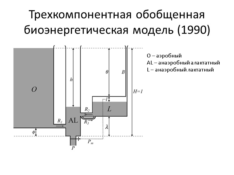 Трехкомпонентная обобщенная биоэнергетическая модель (1990) O – аэробный AL – анаэробный алактатный L –